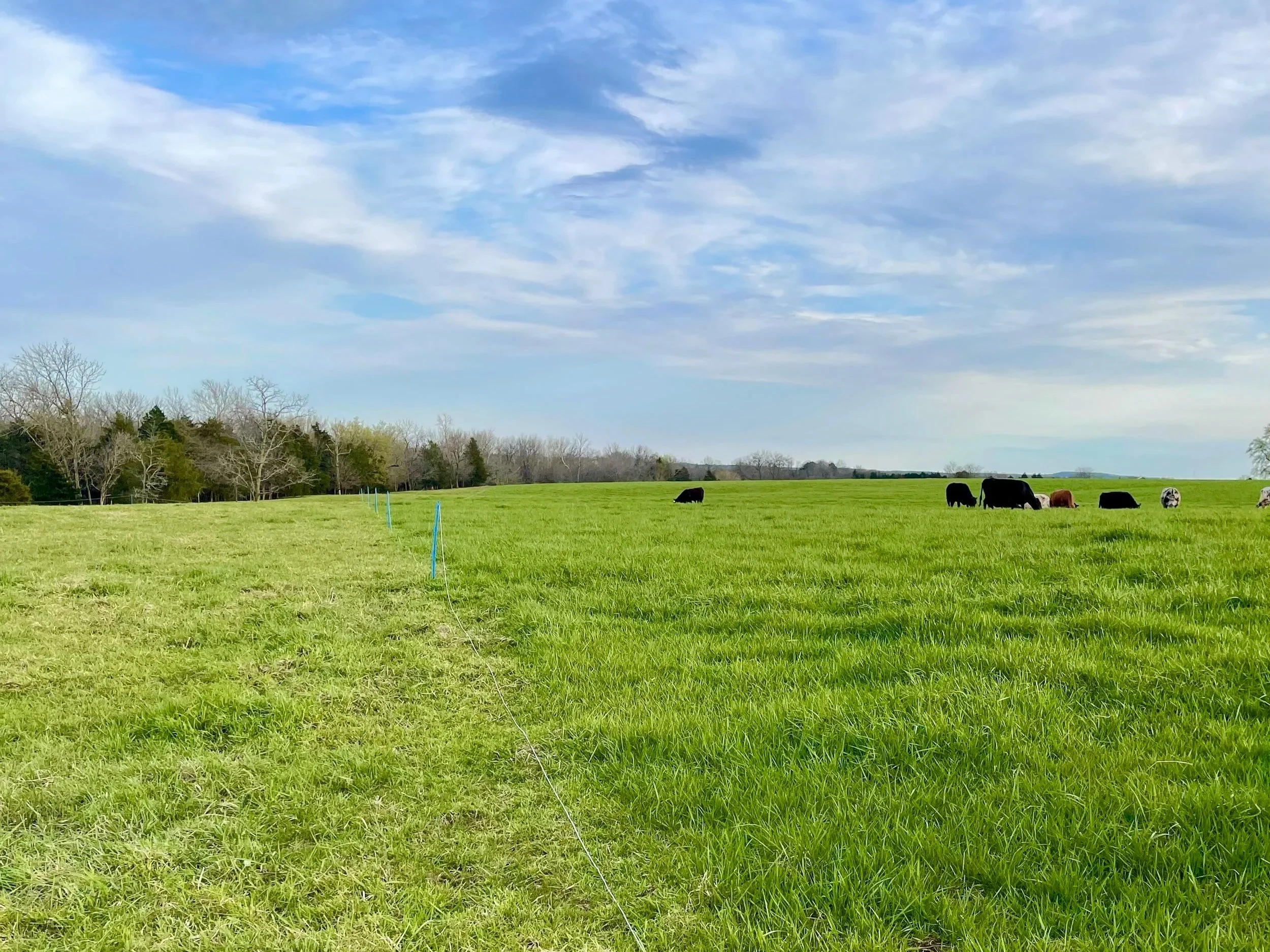 Vast green pasture with grazing cows under a partly cloudy sky, featuring a fence line in the foreground and trees in the background, illustrating rural farming landscapes.