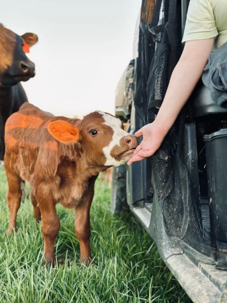 A young calf with orange markings is gently interacting with a person’s hand near an all-terrain vehicle on a grassy farm. Another cow is visible in the background, highlighting a rural farming environment.