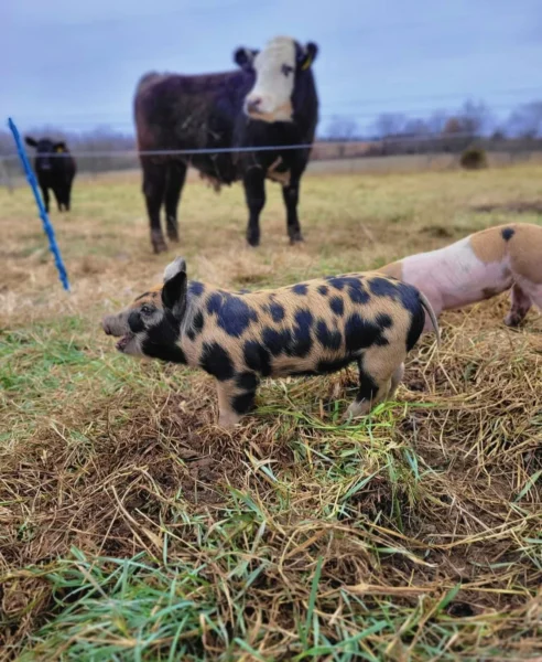 Spotted piglet in a grassy field with cows in the background, showcasing farm life and livestock diversity.