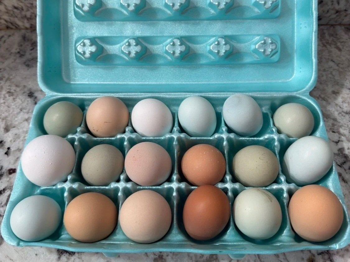 Falling+Sun+Ranch+-+Nicole+Pizzo+-+IMG_0683 A carton of 18 eggs in various colors, including white, brown, and shades of blue and green, displayed on a granite countertop.