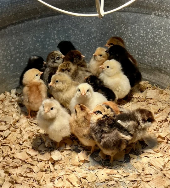 A group of adorable baby chicks in various colors huddled together on a bed of wood shavings inside a metal brooder.