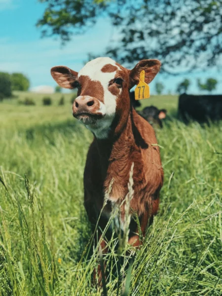 Young brown calf standing in a lush green field, with a yellow ear tag labeled '77,' under a clear blue sky.